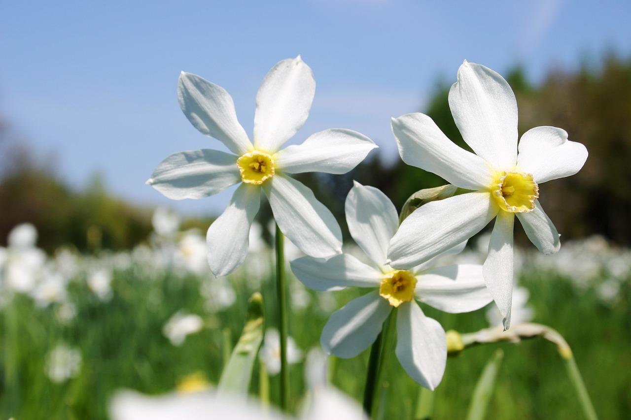 Narcisi 